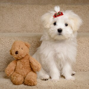 Christmas Tartan 5/8" Dog Bow image 4