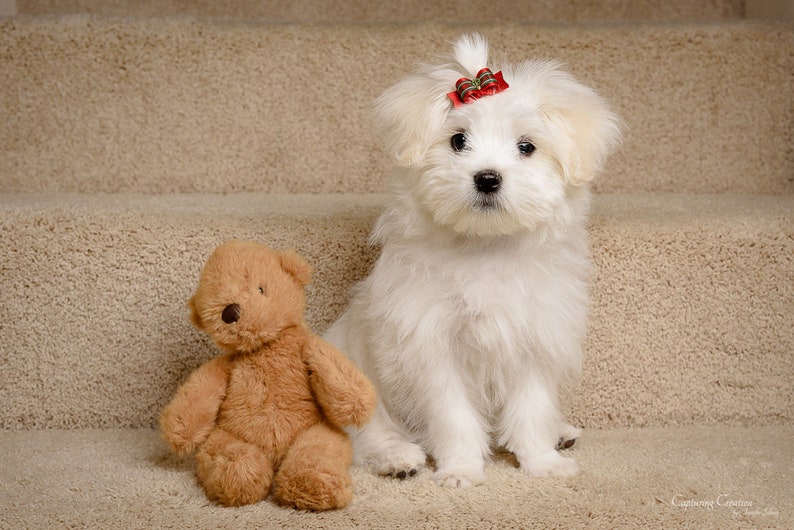 Christmas Tartan 5/8" Dog Bow image 4