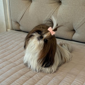 May include: A small Shih Tzu dog with long, flowing brown and white fur. The dog has a topknot hairstyle secured with a small, light pink bow. The animal is positioned in a resting pose, looking directly forward with dark eyes and a black nose.