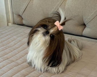 May include: A small Shih Tzu dog with long, flowing brown and white fur. The dog has a topknot hairstyle secured with a small, light pink bow. The animal is positioned in a resting pose, looking directly forward with dark eyes and a black nose.