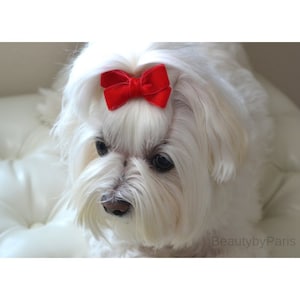 May include: A small white dog with long, soft fur featuring a bright red velvet bow tied at the top of its head. The dog has dark eyes and a dark nose, with the text BeautybyParis visible in the lower right corner of the image frame.