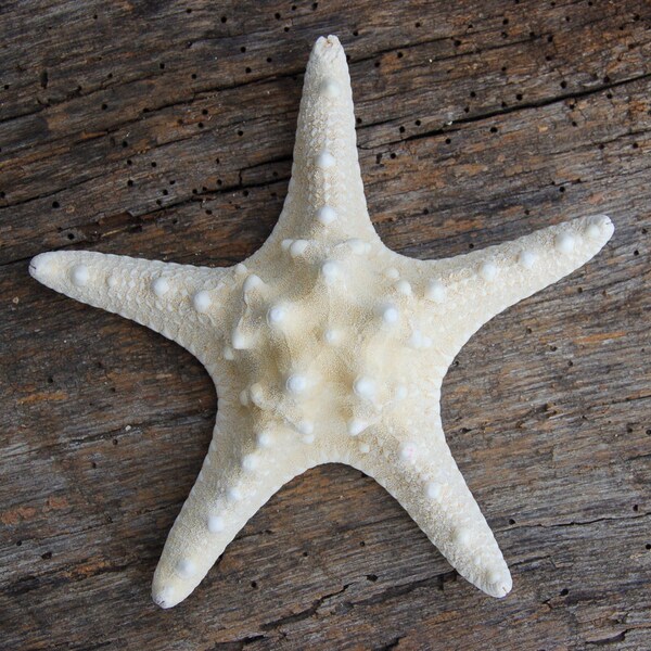 Large Knobby Starfish 6" (1 pc) - Shell Supply - Beach Wedding and Decor - Craft Supplies - Bulk Shells