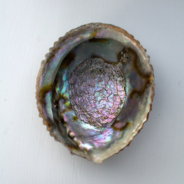 1 Abalone Shell 5-6" - Small Soap Dish or Incense Burner - Beach Wedding and Decor - Craft Supplies - Bulk Shells