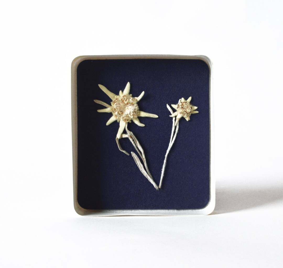 70s Genuine Dried Edelweiss Flower From Tatra Mountain/ Etsy