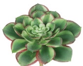 Artificial Succulent, Craft Supply, Terrarium, DIY, Faux Succulent