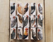 Decoupage Clothespin Magnets, Memo Magnets, Fridge Magnets, Chicken Magnets, Chickens 3, Chicken Lover Gifts, Quirky Magnets, Barnyard Gift