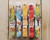 Decoupage Clothespin Magnets, Memo Magnets, Fridge Magnets, Budgies and Canaries, Budgie Lover Gift, Bird Magnets, Budgie Decor, Bird Gift.