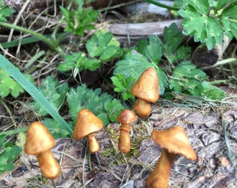 Gold  Miniature Mushrooms, Set of Five Golden Tiny Mushroom Pins, Fairy Garden Accessories, Tiny Toadstools, Polymer Fairy Toadstools,
