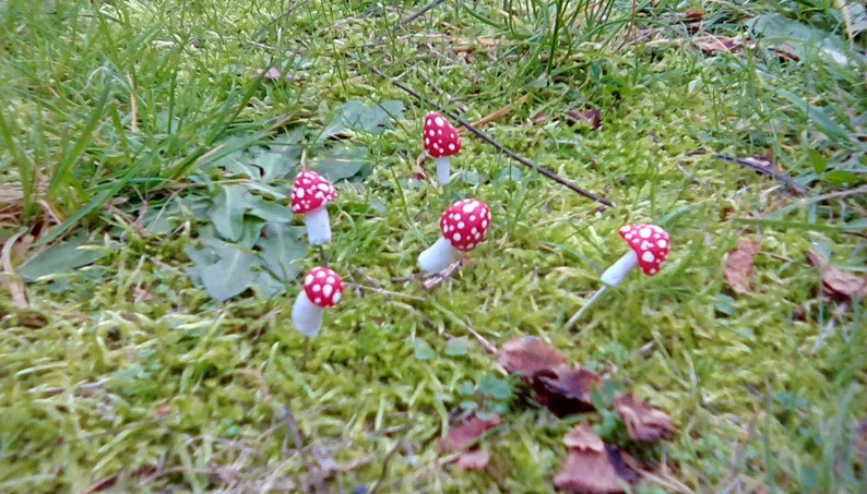 K&ouml;nnte beinhalten: F&uuml;nf rot-wei&szlig; gepunktete Pilze mit wei&szlig;en Stielen sind auf einem Bett aus gr&uuml;nem Moos angeordnet.