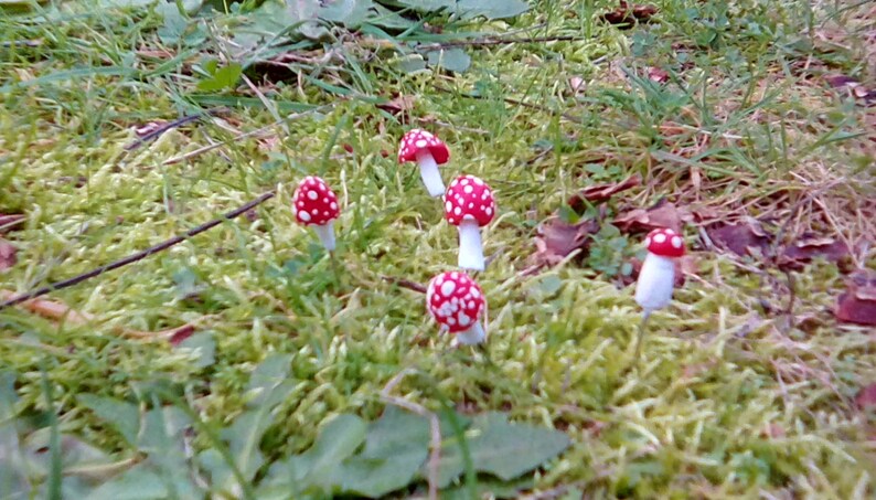 K&ouml;nnte beinhalten: F&uuml;nf rote und wei&szlig;e Pilze mit wei&szlig;en Punkten sind auf einem Bett aus gr&uuml;nem Moos verstreut. Die Pilze sind klein und haben ein verspieltes Aussehen.