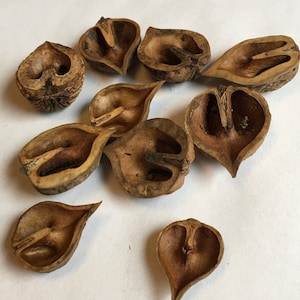 Heart Shaped Walnut Halves for Crafting, Jewelry, or Terrariums;  Manchurian Walnut Shells set of 10, B11