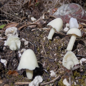 Glow-in-the-Dark Miniature Mushrooms, Set of Five Tiny Mushroom Pins, Fairy Garden Accessories, Tiny Toadstools, Fairy Toadstools