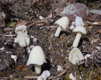 Glow-in-the-Dark Miniature Mushrooms, Set of Five Tiny Mushroom Pins, Fairy Garden Accessories, Tiny Toadstools, Fairy Toadstools