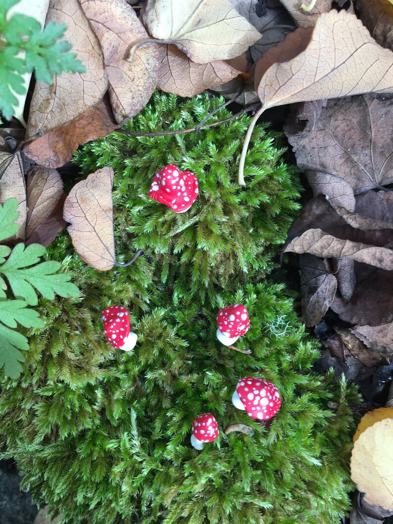 K&ouml;nnte beinhalten: Eine Gruppe roter und wei&szlig;er Pilzfiguren auf einem Bett aus gr&uuml;nem Moos. Die Pilze sind in einem Halbkreis angeordnet, wobei der gr&ouml;&szlig;te Pilz in der Mitte steht.