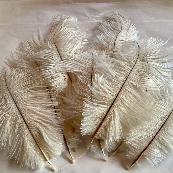 10 vintage cream white feathers 7 1/2 -9 inches in length