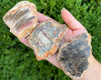 May include: Three pieces of petrified wood in various shades of brown, gray, and red. The wood has a natural, organic texture.