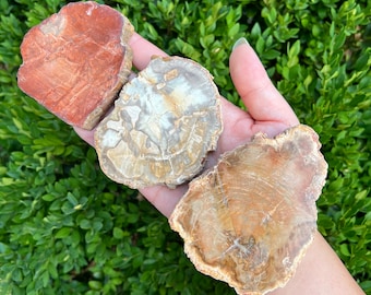 May include: Three slices of petrified wood, each with a unique pattern and color. The slices are brown, tan, and white with a natural, polished finish.