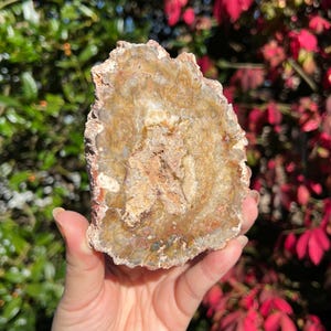 Dalle de bois pétrifié / Bois fossilisé