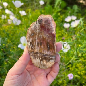 Dalle de bois pétrifié / Bois fossilisé