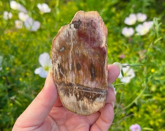 Förstenad träplatta / Fossiliserat trä