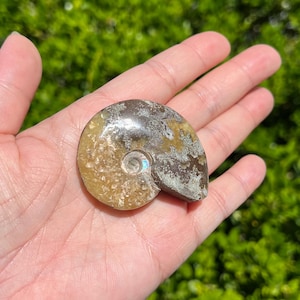 Ammonite Fossil