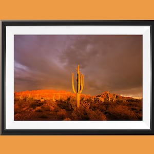 Sonnenuntergang Saguaro Orgel Poster | Saguaro Sunset Poster, Arizona, Original-Fotografie von Mke Olbinski