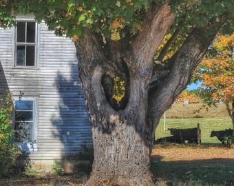 Photography, Old Kentucky Homestead, Photographic Print or Canvas Art