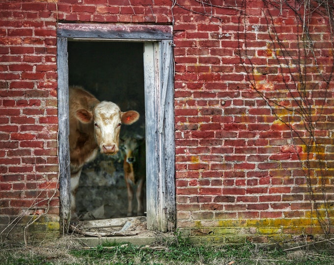 Photography, Cattle Print. Title:  Cows Homesteading At Milltown, Photographic Print or Canvas Art