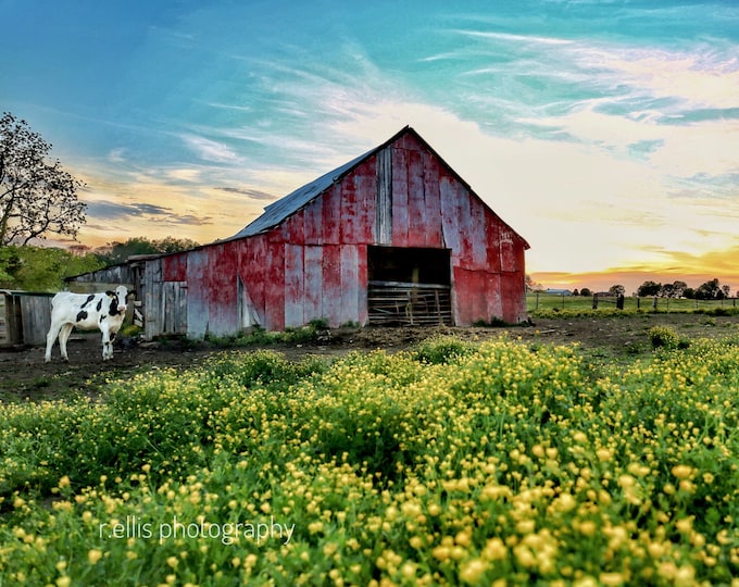 Photography, Cattle Print. Title:  Sunset On A Kentucky Farm, Photography Print or Canvas Art