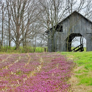 Kentucky Farm Photography Print: Rustic Barn, Spring Wildflowers