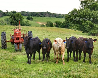 Photography, Curious Cattle On The Farm, Farm Scenery, Old Farmall Tractor, Photography Print or Canvas Art