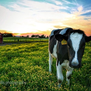 Photography, Landscape, Country Scene, Title:  Sunset At The Farm, Photography Print or Canvas Art