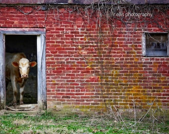 Cattle Photography Print: Rustic Farmhouse Decor, Kentucky Cow Art, print or canvas Art option
