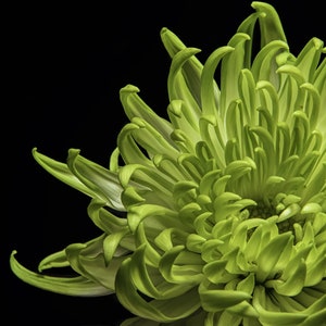 Grüne Chrysantheme