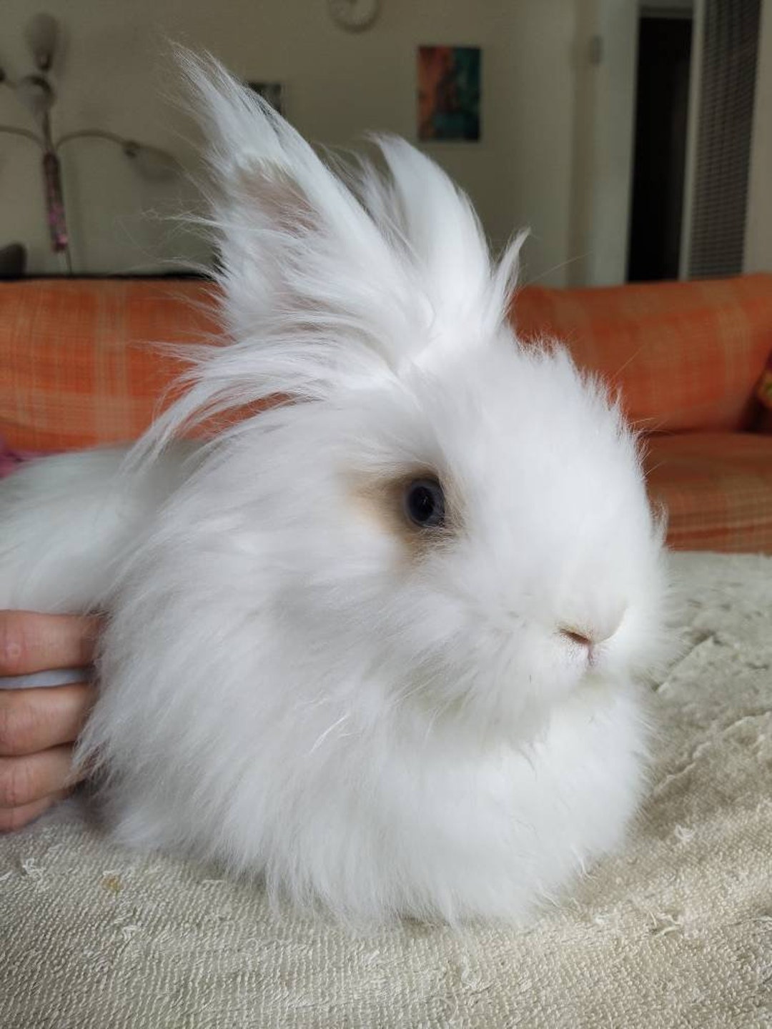 100% Unprocessed Humanely Harvested Rabbit Fiber - White- Sold by the ...