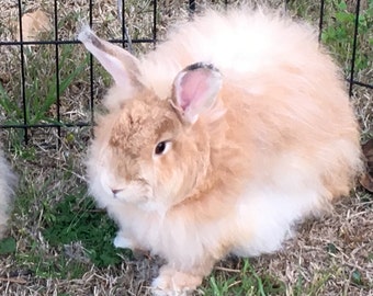 100% Unprocessed Humanely Harvested French Angora Fiber - Fawn- sold by the ounce