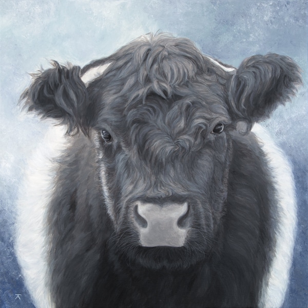 Oreo Cow, Belted Galloway Cow Print, "Tangled Up In Blue" giclée print from original acrylic painting