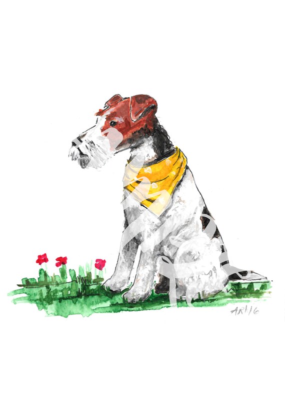 Irish wire top haired fox terrier