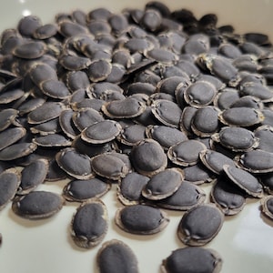 Loofah Gourd fresh seeds - 20 seed