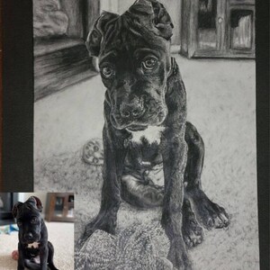 Custom pet portrait pencil drawing