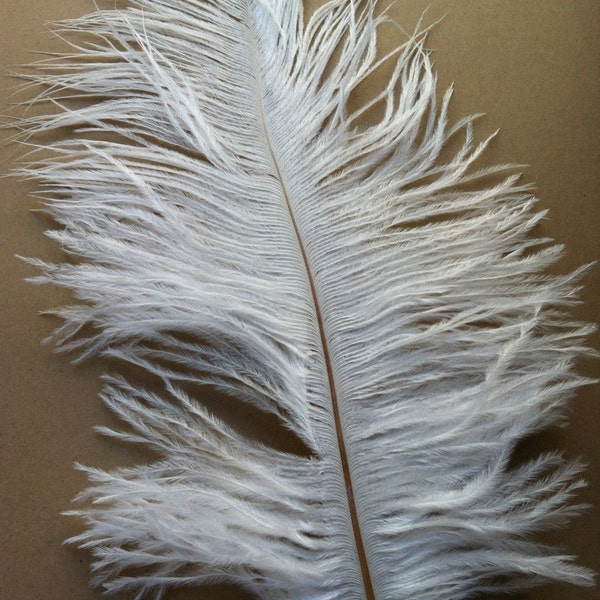 10 Imperfect White Ostrich Feather Seconds -- 12" and Under