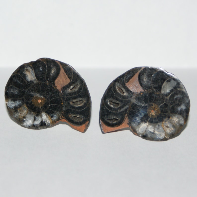 1 Free Gift Bag Groomsmen/'s Gift Unique Wedding by Cufflinked Ammonite Fossil Cufflinks No
