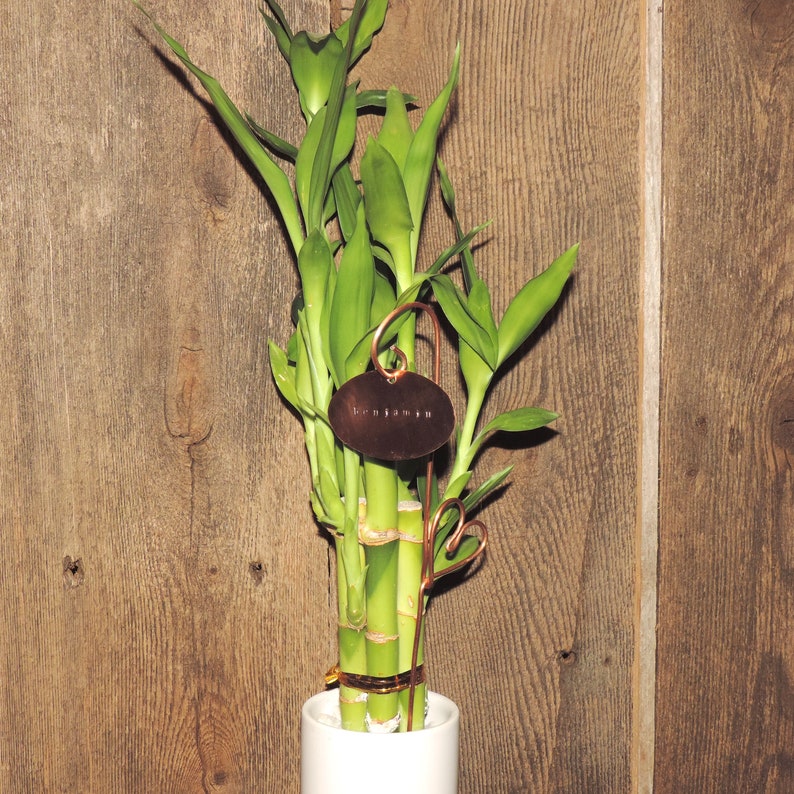 Puede incluir: Una planta de bamb&uacute; de la suerte en maceta con tallos y hojas verdes. La planta est&aacute; en una maceta blanca y tiene una etiqueta de cobre que dice "Benjamin".