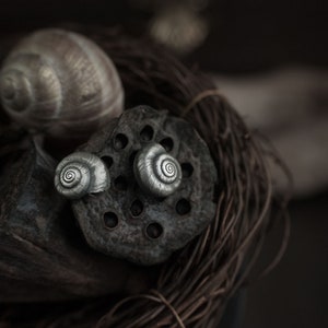 May include: A close-up of three snail shells in a nest of twigs. The shells are different sizes and colors, with one being a light brown and the other two being a silver color.