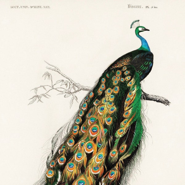 LARGE Art Deco Peacocks, Peacock Art, Peafowl Art, Peacock, Peafowl, Art Print, Peacock Poster, Wall Art, Victorian Bird, Vintage Poster,