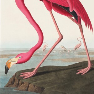 Pink Flamingo, Vintage Bird Poster, Bird Art, Bird Wall Art, Birds, Bird, Nature Art, Audubon, Art Print, Illustration Art, Flamingos,