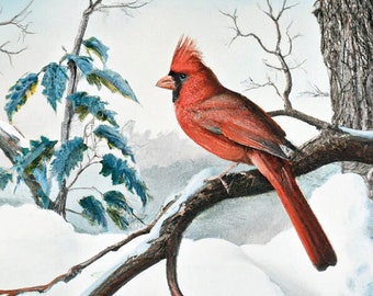 Cardinal Bird Winter Scene, Winter Scene, Bird on a Branch, Cute Bird Bird Art, Artwork, Print, Artwork, Scene, Scenery, Remembrance,