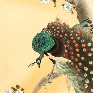 LARGE Vintage Peacock Artwork, Vintage Peacock, Peacock Art, Peacock Poster, Chinese Artwork, Asian Art, Art Print, Illustration, Peafowl,
