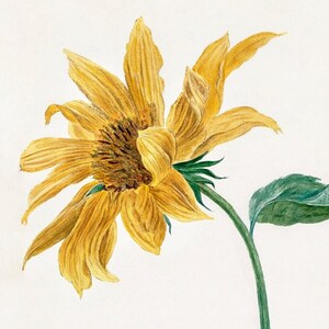 Flower Print Van Huysum Branch with a Sunflower Flower Art Sunflower Artwork