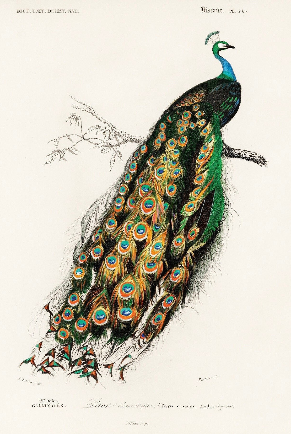 LARGE Art Deco Peacocks, Peacock Art, Peafowl Art, Peacock LARGE Art Deco Peacocks, Peacock Art, Peafowl Art, Peacock